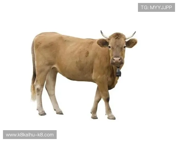 牛牛的起源与发展:探索中国传统文化中的牛牛象征意义 牛牛的起源与发展:探索中国传统文化中的牛牛象征意义